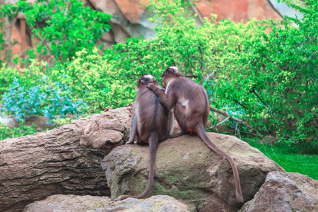 Two monkeys hug each other on a large rock. They are surrounded by green foliage and rocky terrain....