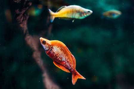 Captivating shot of a vibrant Red Rainbowfish (Glossolepis incisus) in aquatic environment, perfect...