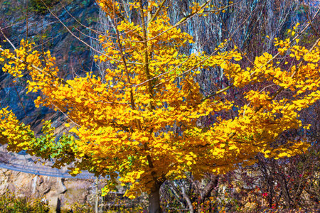 Ginkgo tree with golden leaves dominates the frame. Striking foliage glows against a muted...