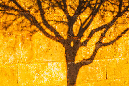 Tree shadow stretches across a sunlit stone wall, its branches forming a delicate, organic silhouette. Textured blocks contrast the fluid lines, blending nature with architectureの写真素材