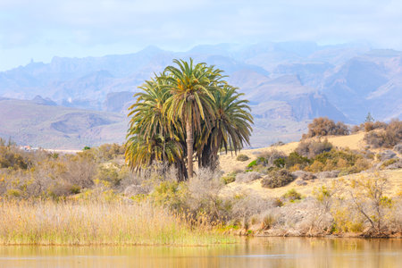 Tranquil La Charca de Maspalomas lagoon, oasis situated among sand dunes and distant mountains on Gran Canaria. Canary Island palms Phoenix Canariensis, reeds and water reflecting natural environmentの写真素材