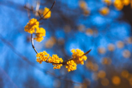 Graceful branch adorned with vivid yellow blossoms arcs through frame, sharply focused against dreamy sky. Soft bokeh background enhances delicate texture and vibrant color of flowersの写真素材
