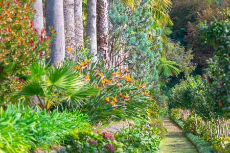 Narrow path winds through a vibrant tropical garden filled with diverse plants. Tall palm trunks and bright orange flowers line the borders. Garden trail flanked by subtropical plantingsの写真素材