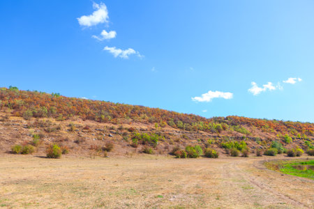 Dry summer hillside with sparse shrubs in stretches under blue sky. Earthy tones and gentle slopes create a calm, open landscape in bright daylightの写真素材