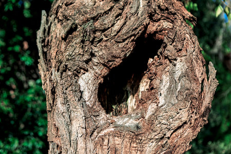 Weathered tree trunk reveals deep, natural hollow framed by rugged bark textures. Surrounded by blurred greenery, it evokes forest decay and hidden wildlife shelterの写真素材