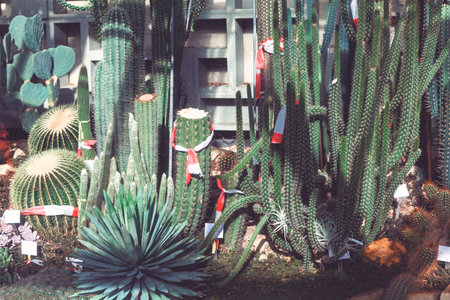 Columnar and barrel cacti and agave plants in a botanical garden setting. Dense display of diverse...