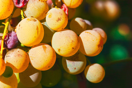Golden grapes hang in sunlight, their translucent skins glowing with warmth and ripeness. Close-up captures natural texture, color, and the promise of sweet harvest flavorの写真素材