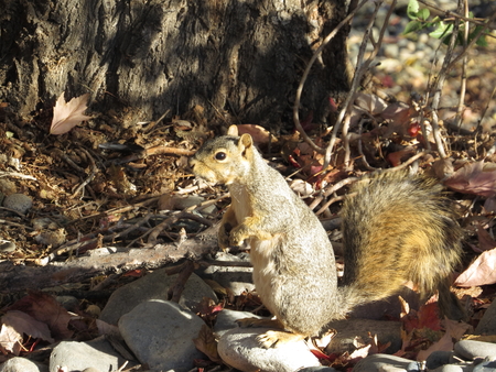 Standing Squirrelの写真素材