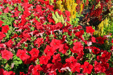 Flowersの写真素材