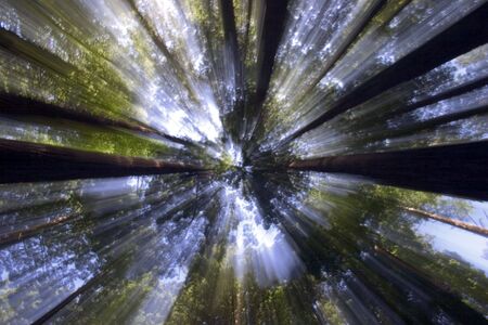 Sunlight through the Forest Canopy