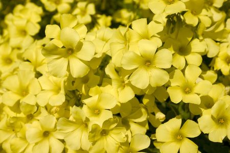Bright Yellow Flowersの写真素材