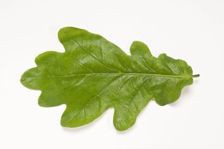 An Oak leaf photographed on a white background