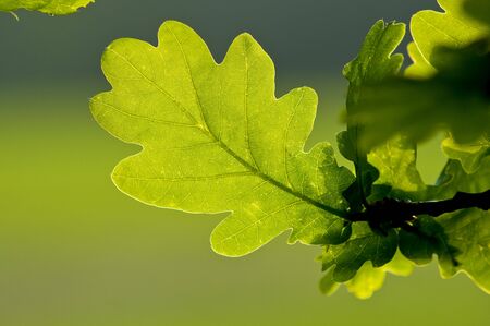 An Oak leaf sun lightの写真素材