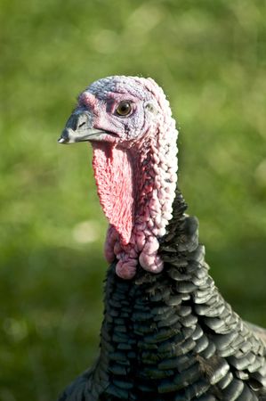 A single Turkey head with green backgroundの写真素材