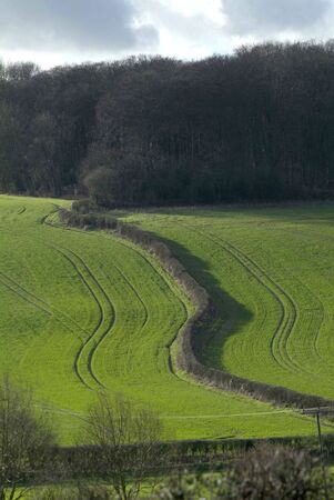 hedge and farmland in the Chilterns courntryside UK