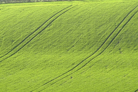 sweeping green field of crop with tractor lines throughの写真素材