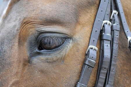 Close Up of brown horses eye and tack 
