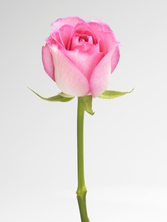 Asingle pink Rose against a white backgroundの写真素材