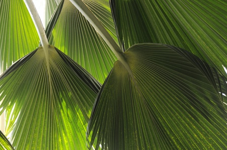 seen from below a selection of green tropical leaves