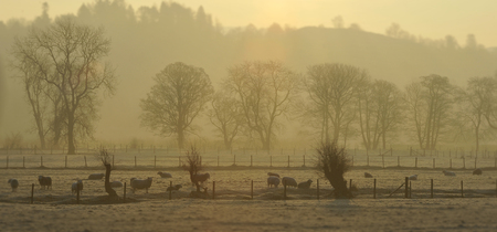 Early morning mist and sheep in Grasmere in Cumbria Great Britainの写真素材