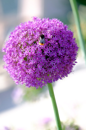 Close up of Allium flower bloom and Beeの写真素材