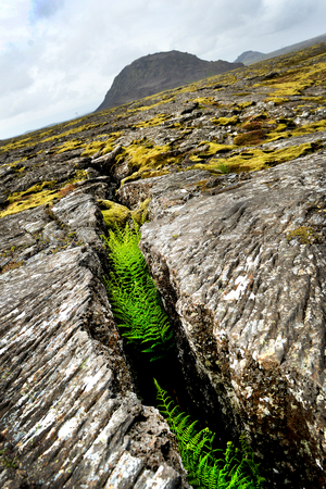 Cracked volcanic lava landscape and vegetation on Icelandの写真素材