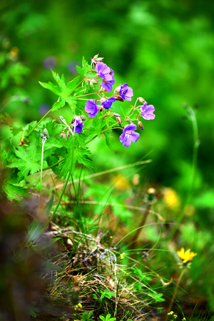 Small blue wild flower in Iceland close upの写真素材