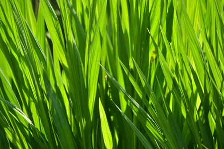 Green fronds of plants in a gardenの写真素材