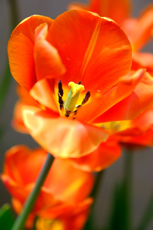 Close up of a single tulip flowerの写真素材
