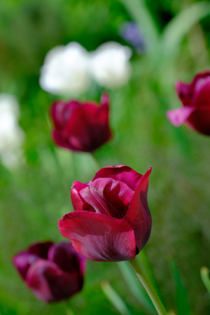 Close up of dark red Tulip flower with others in backgroundの写真素材