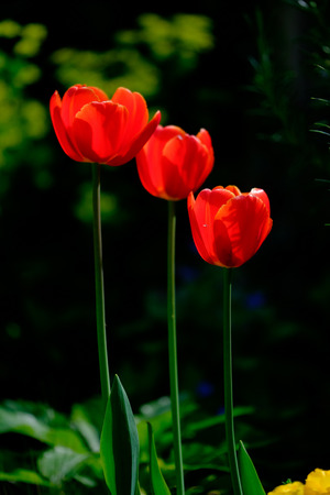 Three red tulip flowers in a garden against a dark backgroundの写真素材