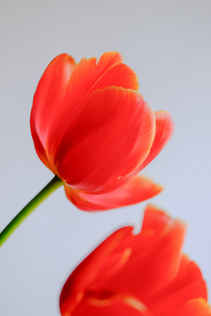 Close up of red tulip flower head against a light backgroundの写真素材