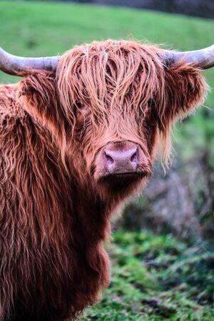 head of male highland cattle with hornsの写真素材