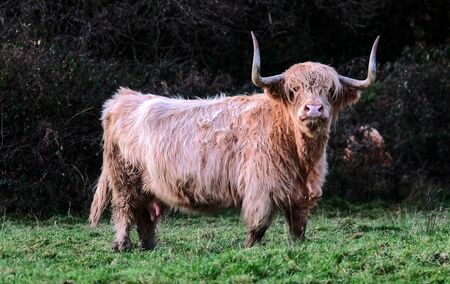 A single male Highland Bull with large horns looking at camera