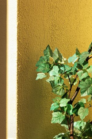 Green tall flower with leaves on a yellow texture wall background. Sunlight in the daytimeの写真素材