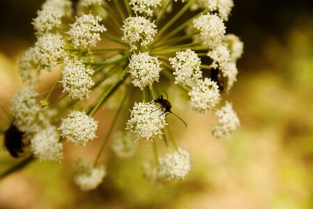 macroの写真素材