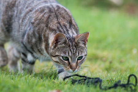 Striped Tabby Cat Playing With Woolの写真素材