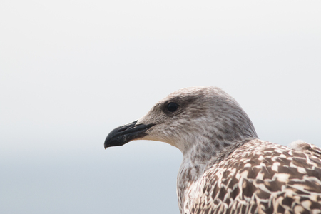 Juvenile Great Black-Backed Gull At The Saltee Islands, Irelandの写真素材