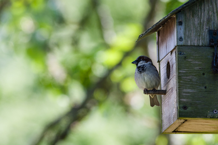 Close-up of a male House Sparrow perched on a nesting box.の写真素材