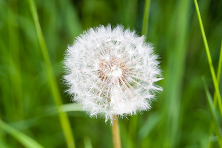 Dandelion with seeds close upの写真素材