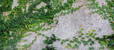 Green creeper on cement wall