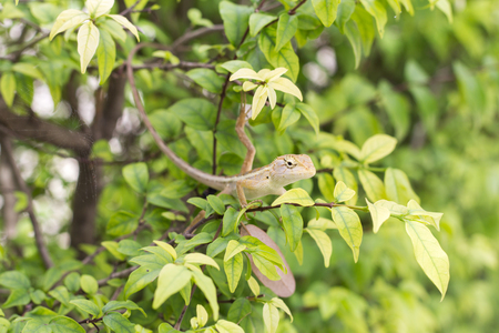 Select eye focus Lizard in thailand. Beautiful Chameleon species in Thailand perched on branch in nature.( Bearded Dragon)の写真素材