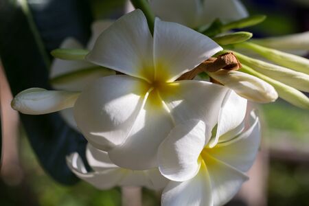 Close up Frangipani flower, Abstract of Plumeria flora, with light and shadow.