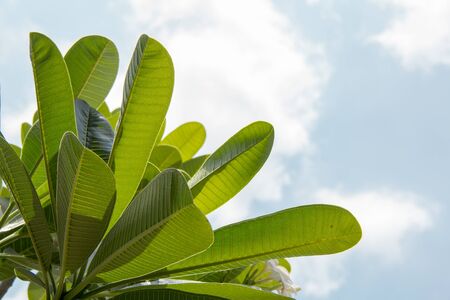 Frangipani leaf, Plumeria leaf, Graveyard Tree leaves. vintage in the garden Asian flowers.