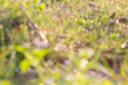 Abstract spring background. Green natural background of out of focus forest or bokeh.の写真素材