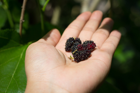 hand holding mulberries with sun light in the garden. soft focus to mulberries. fresh organic mulberry fruit.の写真素材
