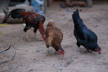 Abstract chicken eating some one on the floor. Chicken eaten rice on the ground.の写真素材
