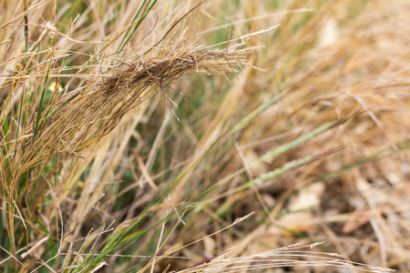 dried grass in the frost.の写真素材