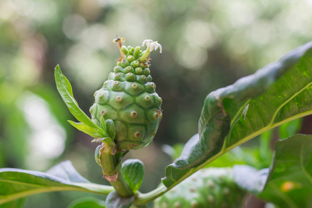 Morinda citrifolia fruit on tree. English common names are great morinda, noni, and cheese fruit.の写真素材