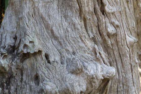 Abstract pattern wooden in the forest. tuxture wooden dry for as background.の写真素材